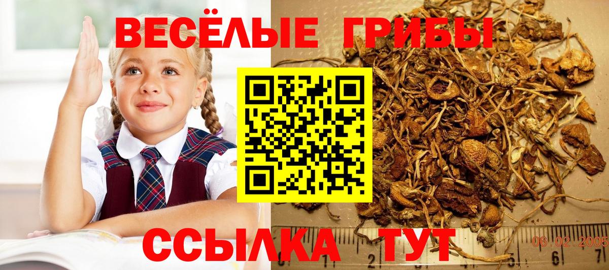 Жуковский  Псилоцибиновые грибы мицелий  Вход с VPN 